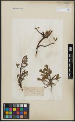 Foto von Salix arctica Pall.